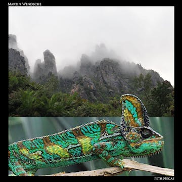 Chameleon Breeder Podcast With Bill Strand 91 Veiled Chameleon Breeder Podcast With Bill Strand 91 Veiled